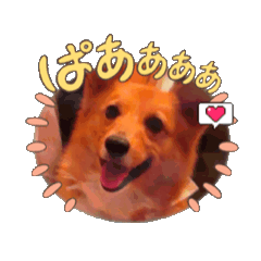 [LINEスタンプ] コーギー時々日常あいさつの画像（メイン）