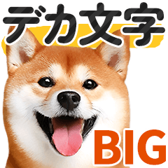 [LINEスタンプ] 【デカ文字BIG】柴犬・写真の敬語スタンプの画像（メイン）