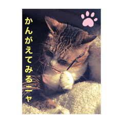 [LINEスタンプ] ♡猫・毎日使える姫＆プリンセス♡