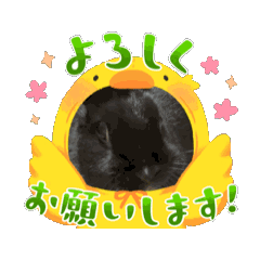 [LINEスタンプ] 黒うさ！鼻ピクピクwwの画像（メイン）