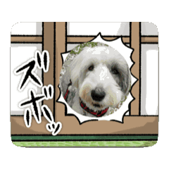 [LINEスタンプ] オールドイングリッシュシープドッグだよ〜の画像（メイン）