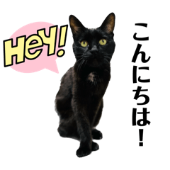 [LINEスタンプ] くろねこな、ふぅちゃん