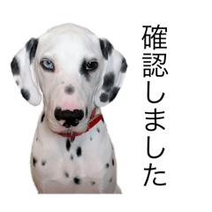 [LINEスタンプ] ダルメシアンのダニー②