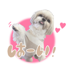 [LINEスタンプ] くぅたまスタンプ③