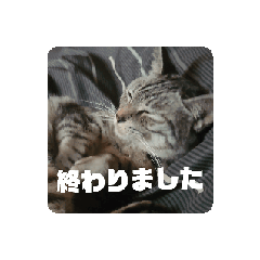 [LINEスタンプ] ネコスタンプ(^-^)2