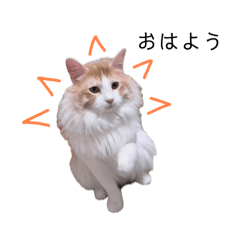 [LINEスタンプ] ふわふわねこ【レオくん】