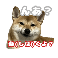 [LINEスタンプ] 柴犬おいもとお兄さんVol.1