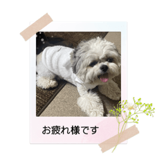 [LINEスタンプ] 家族のロンちゃん