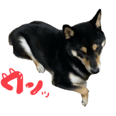 [LINEスタンプ] 黒柴のまろくん(2)