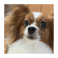 [LINEスタンプ] 使いやすさ重視のさち