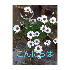 [LINEスタンプ] MyGardenFlower5