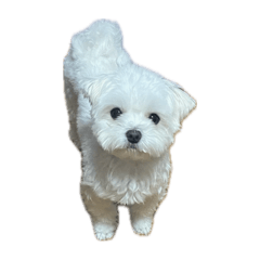 [LINEスタンプ] マルチーズのもっち(もてぃえ)