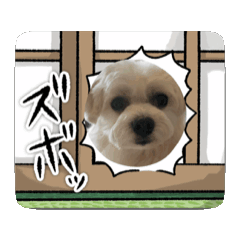 [LINEスタンプ] ワンワンさくらとルナの動くスタンプ