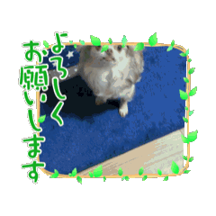 [LINEスタンプ] しゃくれチワワのらんちゃん動く！