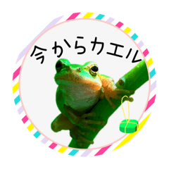 [LINEスタンプ] 可愛いカエル達
