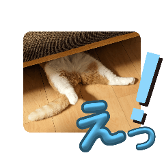 [LINEスタンプ] よく喋る猫、麦男5才。