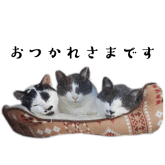 [LINEスタンプ] 白黒猫×灰白猫