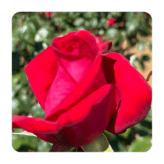 [LINEスタンプ] 花を贈りたい時✴︎バラ花薔薇毎日日常心の画像（メイン）