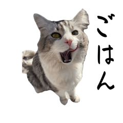 [LINEスタンプ] かさい家の猫たち②