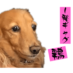[LINEスタンプ] ちょこっとチョコスタ！✨ 第3弾