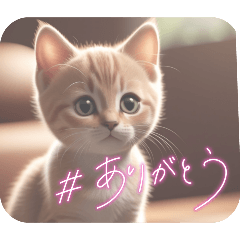 [LINEスタンプ] よく使う可愛い猫のメッセージ。猫ミーム。の画像（メイン）