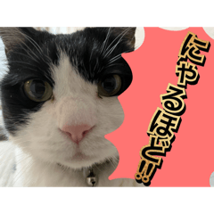 [LINEスタンプ] ほぼほぼほぼほぼネコ