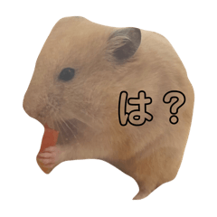 [LINEスタンプ] キンクマハムスターのこめ、こめ太郎第3弾