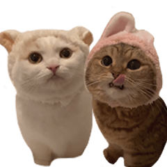 [LINEスタンプ] にぼしらといっしょ