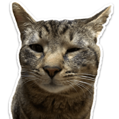 [LINEスタンプ] Norao