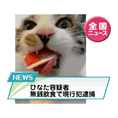 [LINEスタンプ] うごくねこのひなた