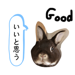 [LINEスタンプ] げんまいこだわりLINEスタンプ！