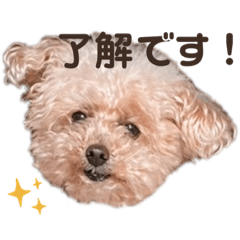 [LINEスタンプ] トイプードルのくるんちゃん