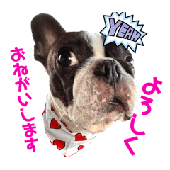 [LINEスタンプ] 看板犬ぺろの1日