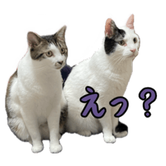 [LINEスタンプ] リア猫スタンプ@みおとまめ