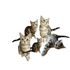 [LINEスタンプ] アメショ猫 いろいろなご挨拶