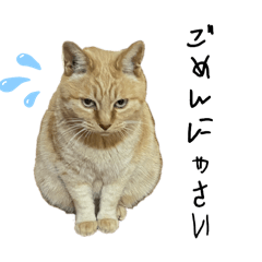 [LINEスタンプ] 茶トラ猫のちゃいろさんスタンプ