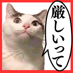 [LINEスタンプ] ⚫️猫のメンズコーチ32匹www【危機感煽る】の画像（メイン）