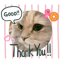[LINEスタンプ] そるにゃんズcatの画像（メイン）