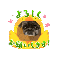 [LINEスタンプ] うちのlovely dog小太郎