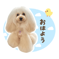 [LINEスタンプ] 毎日使える♪テディのLINEスタンプ