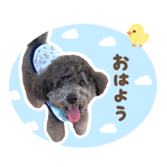 [LINEスタンプ] 毎日使える♪あずきのLINEスタンプ