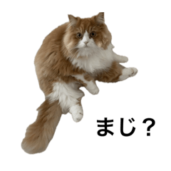 [LINEスタンプ] ししゃもくんの日常の画像（メイン）