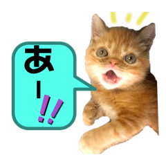 [LINEスタンプ] 猫界隈 スコ ベンガル エキゾチックあお