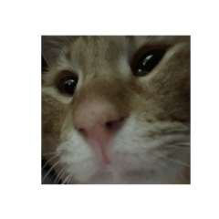 [LINEスタンプ] 保護猫とらたろう
