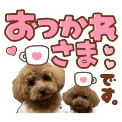 [LINEスタンプ] かわいい♡トイプードル♡愛犬