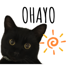 [LINEスタンプ] 黒猫ナイト君 第1弾