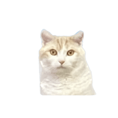 [LINEスタンプ] めんどくさい時用ねこスタンプ