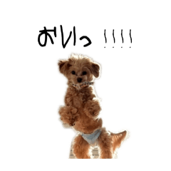 [LINEスタンプ] わんこがしゃべるよの画像（メイン）