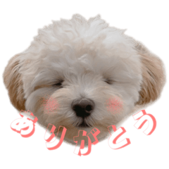 [LINEスタンプ] マルプーまるたの日常スタンプ