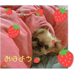 [LINEスタンプ] マルスfamily12(ブリュッセルグリフォン)